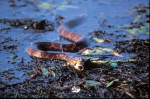 
Northern water snake
